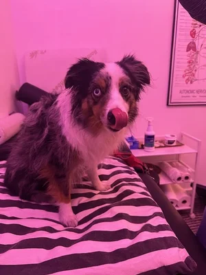 An Australian Shepherd dog with a pink nose sitting on a pink and black striped bed, licking its nose in a room with pink lighting.