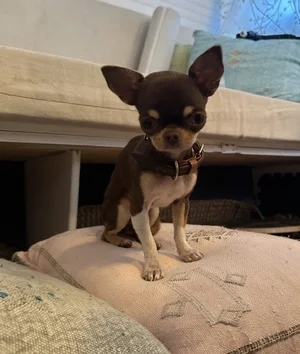 tiny chihuahua relaxing after chiropractic adjustment