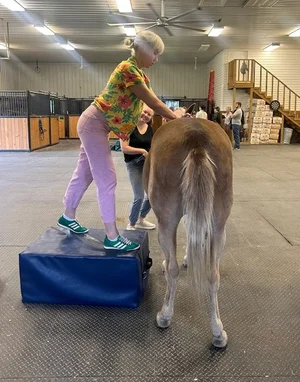A woman in a colorful shirt and pink pants standing on a blue platform brushing a light brown horse inside a spacious indoor stable with wooden stalls and a staircase.